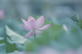 《仙剑奇侠传5》游戏攻略（掌握清荷镇的秘密）