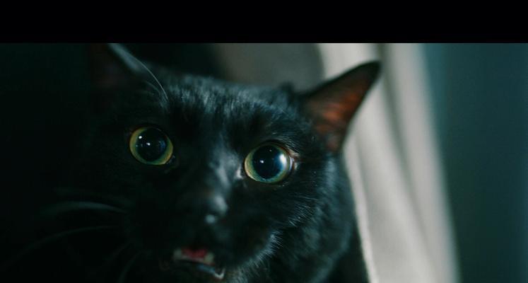 地下城黑猫怎么没了？黑猫宠物消失的原因是什么？  第3张